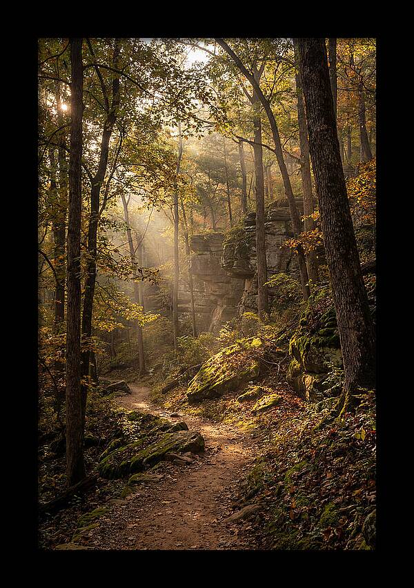Forest Path Through Autumn Light