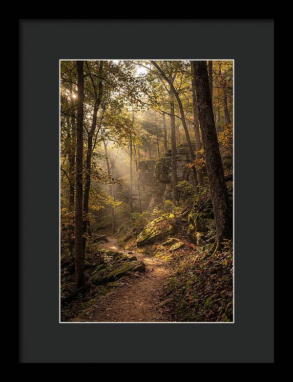 Forest Path Through Autumn Light