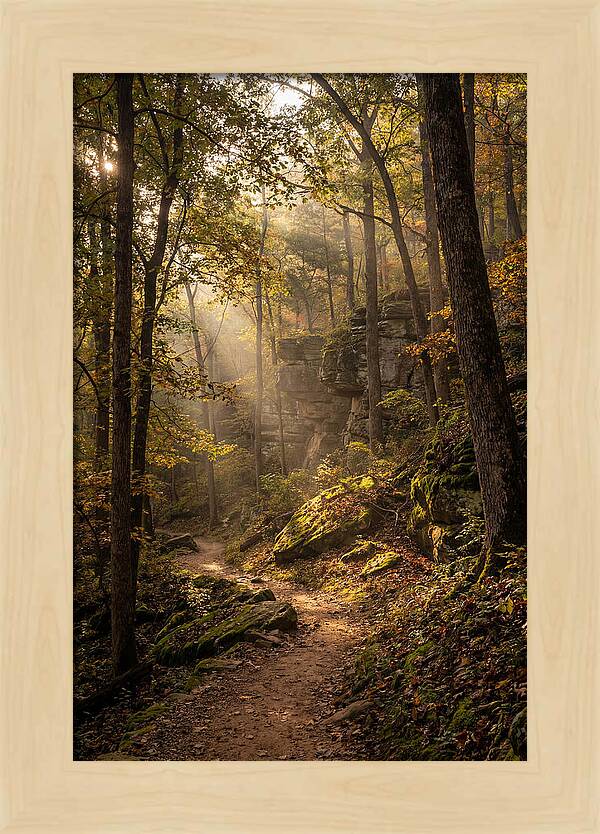 Forest Path Through Autumn Light