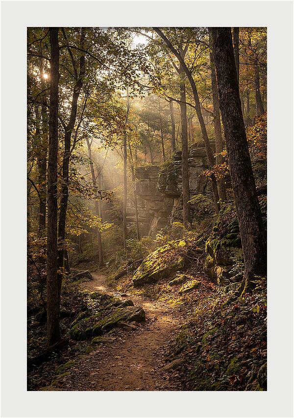 Forest Path Through Autumn Light