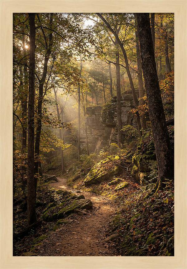 Forest Path Through Autumn Light