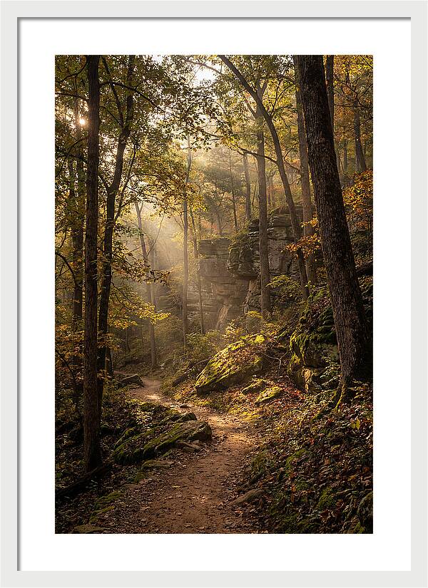 Forest Path Through Autumn Light
