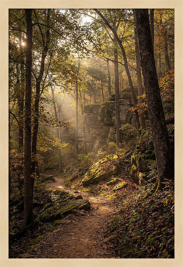 Forest Path Through Autumn Light