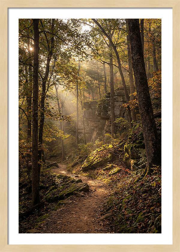 Forest Path Through Autumn Light