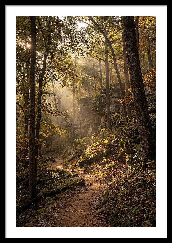 Forest Path Through Autumn Light