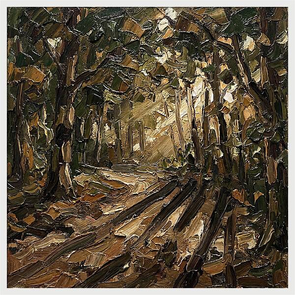 Forest Path Through Sunlit Trees