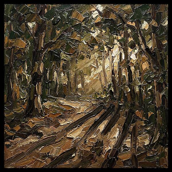 Forest Path Through Sunlit Trees
