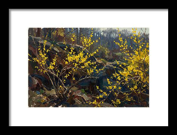 Forsythia Blooms In Spring