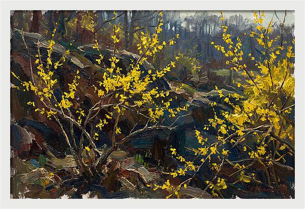 Forsythia Blooms In Spring
