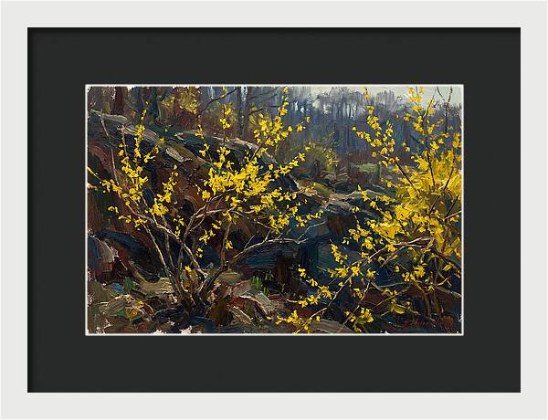 Forsythia Blooms In Spring