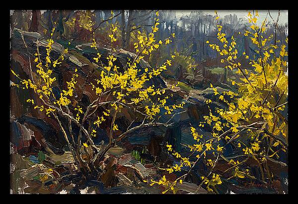 Forsythia Blooms In Spring