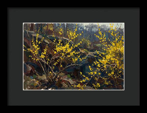 Forsythia Blooms In Spring