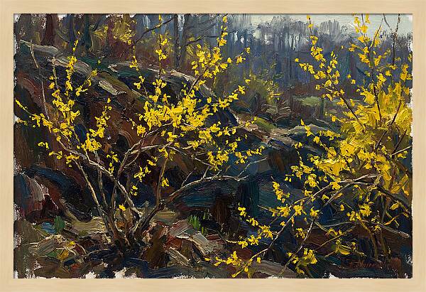 Forsythia Blooms In Spring