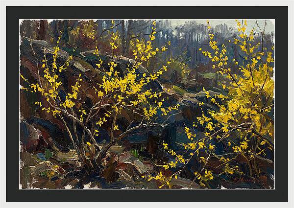Forsythia Blooms In Spring