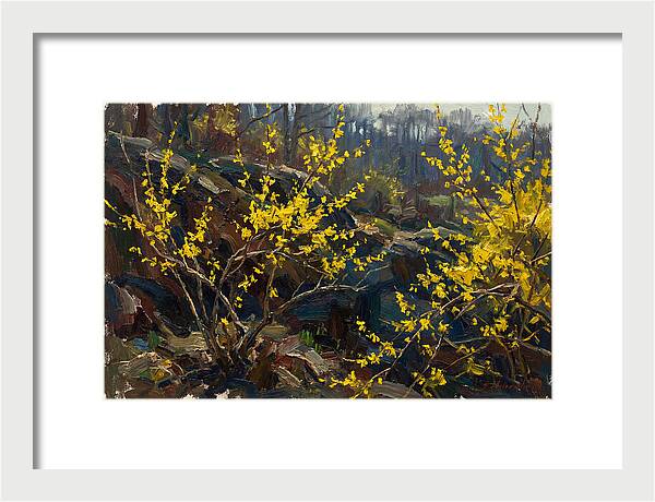 Forsythia Blooms In Spring