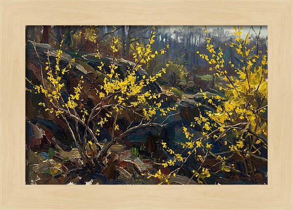Forsythia Blooms In Spring