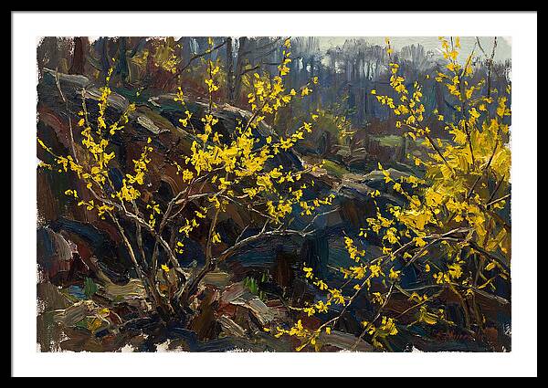 Forsythia Blooms In Spring
