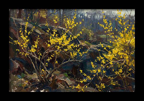 Forsythia Blooms In Spring