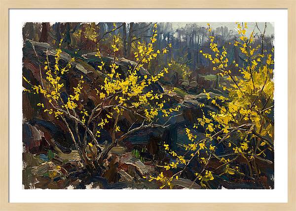 Forsythia Blooms In Spring