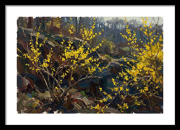 Forsythia Blooms In Spring