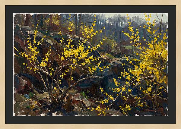 Forsythia Blooms In Spring