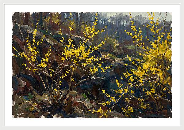 Forsythia Blooms In Spring