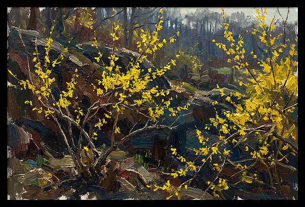Forsythia Blooms In Spring