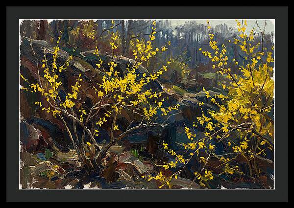 Forsythia Blooms In Spring