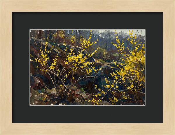 Forsythia Blooms In Spring