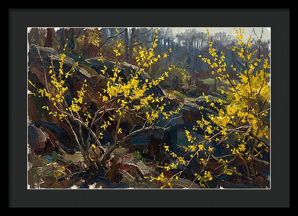 Forsythia Blooms In Spring