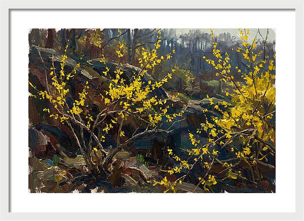 Forsythia Blooms In Spring