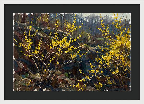 Forsythia Blooms In Spring