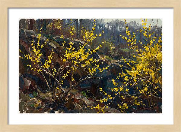Forsythia Blooms In Spring