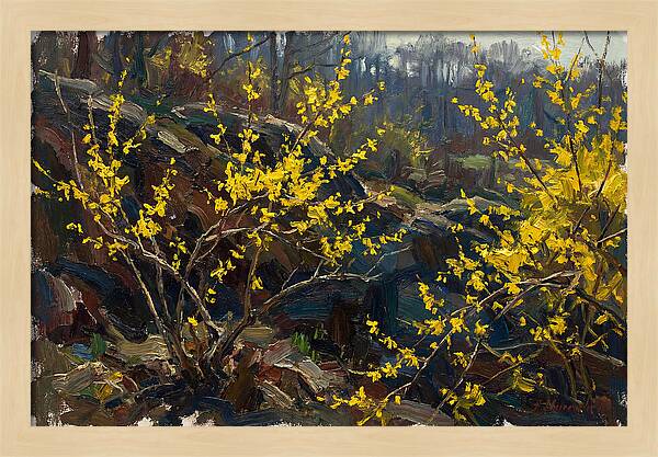 Forsythia Blooms In Spring