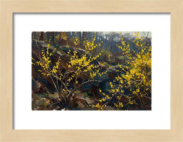 Forsythia Blooms In Spring