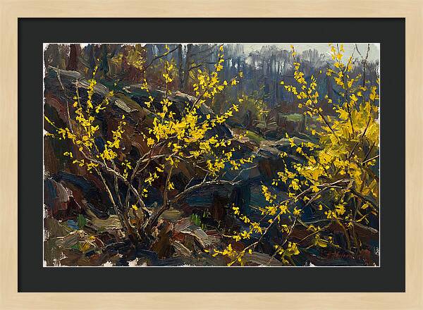 Forsythia Blooms In Spring