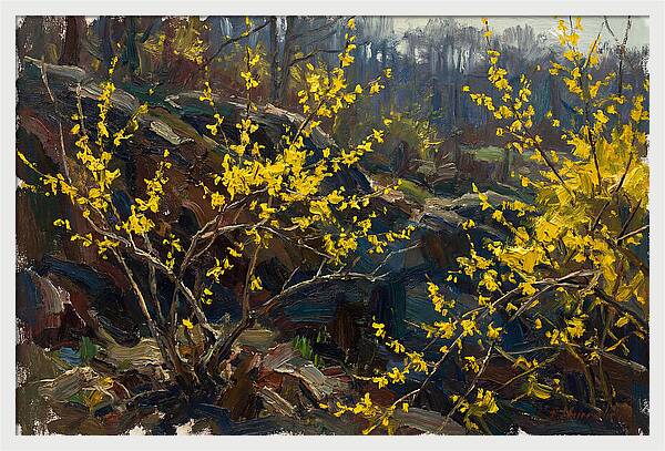 Forsythia Blooms In Spring