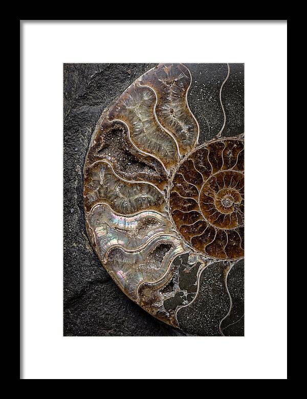 Fossil Ammonite Spiral