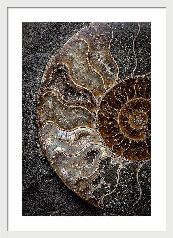 Fossil Ammonite Spiral