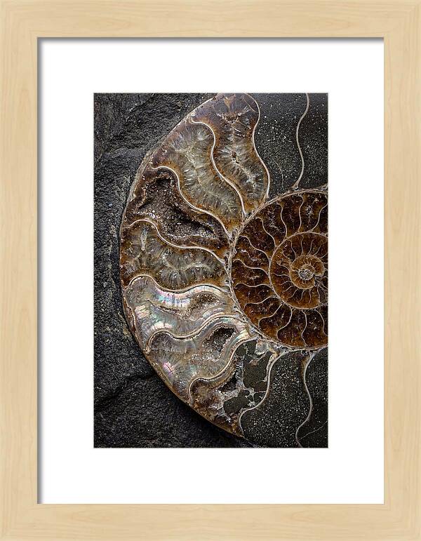 Fossil Ammonite Spiral