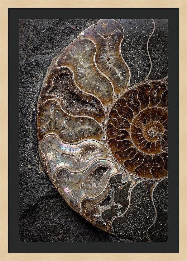 Fossil Ammonite Spiral