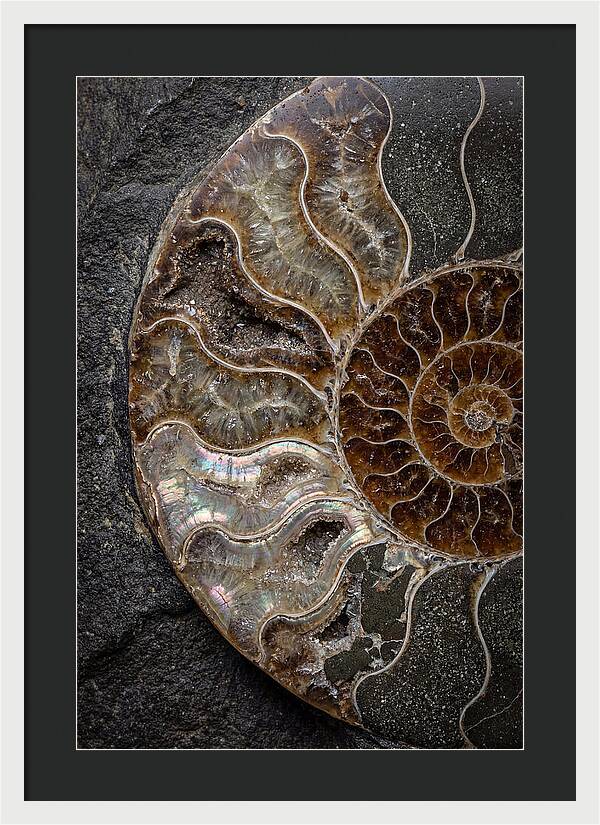 Fossil Ammonite Spiral