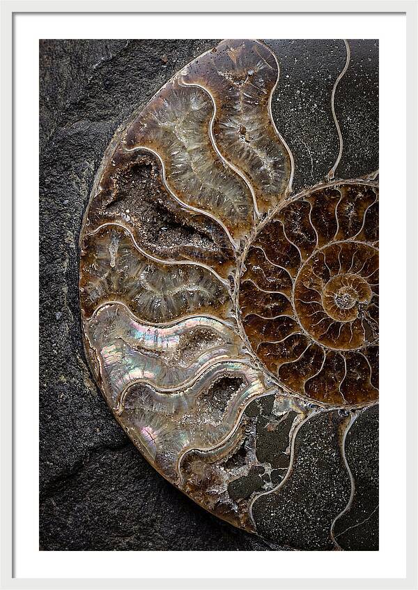 Fossil Ammonite Spiral