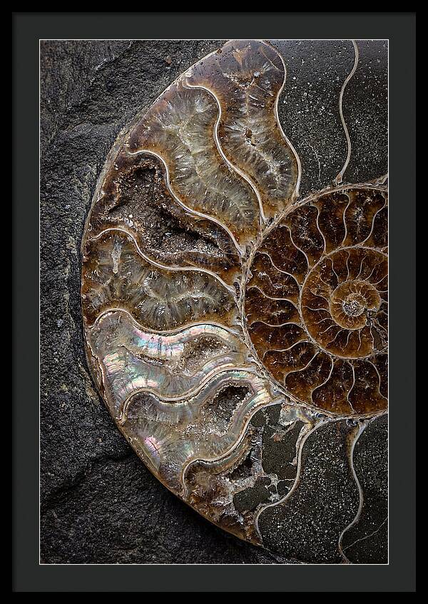 Fossil Ammonite Spiral