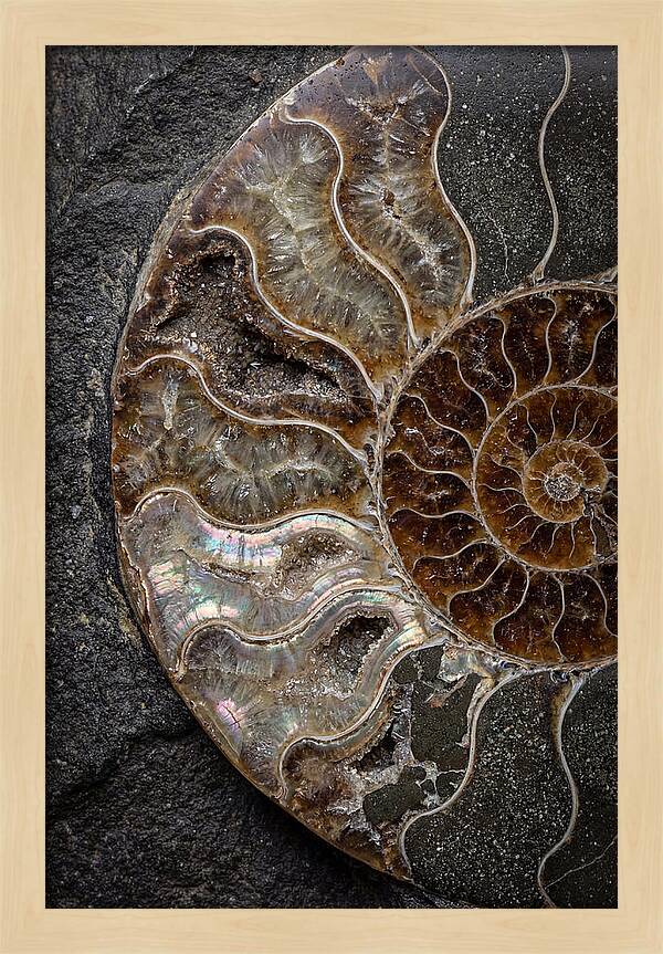 Fossil Ammonite Spiral