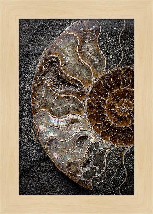 Fossil Ammonite Spiral