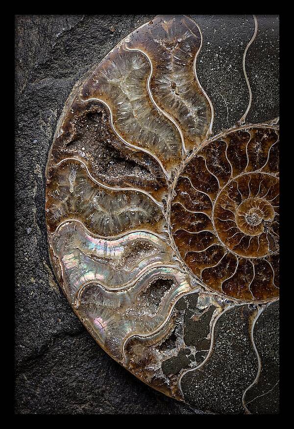 Fossil Ammonite Spiral