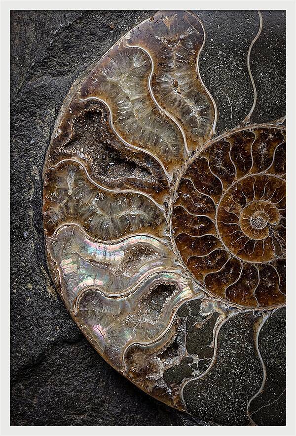 Fossil Ammonite Spiral