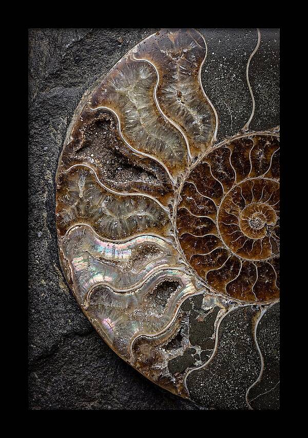 Fossil Ammonite Spiral