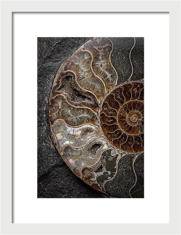 Fossil Ammonite Spiral